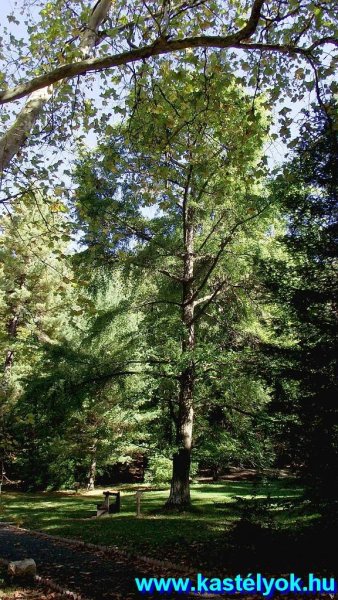 Arborétum, Püspökszentlászló