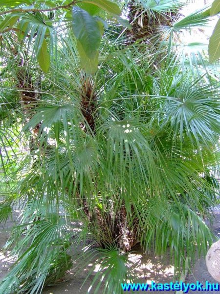 Szeged, Fűvészkert - Szegedi Tudomány Egyetem, Csongrád megye