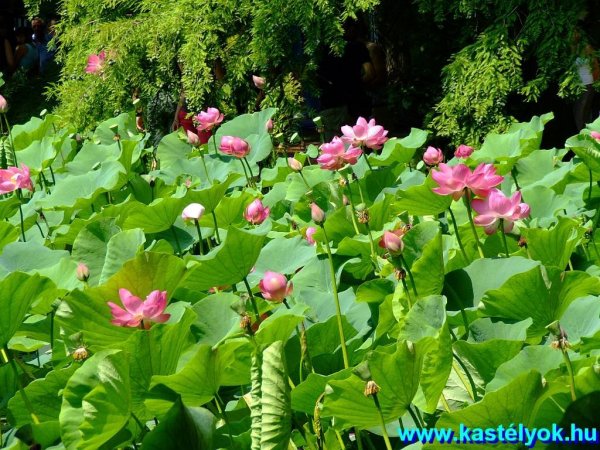 Szeged, Fűvészkert - Szegedi Tudomány Egyetem, Csongrád megye