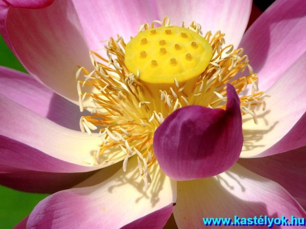 Szeged, Fűvészkert - Szegedi Tudomány Egyetem, Csongrád megye