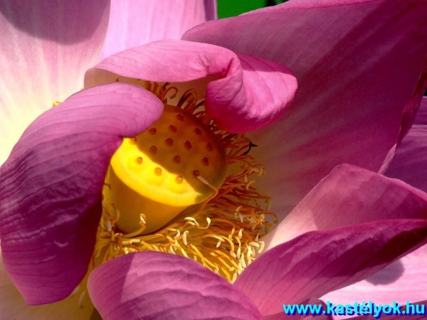 Szeged, Fűvészkert - Szegedi Tudomány Egyetem, Csongrád megye