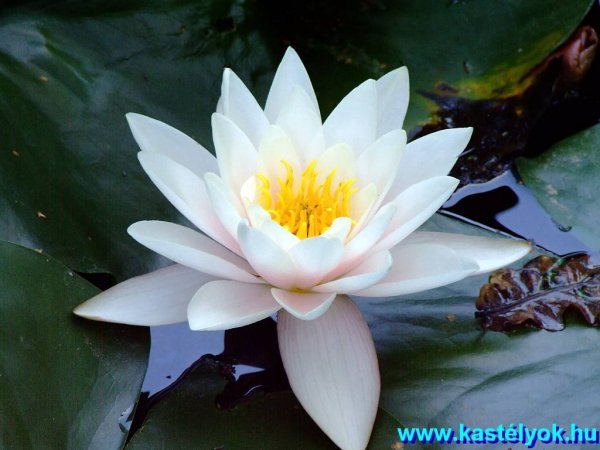 Szeged, Fűvészkert - Szegedi Tudomány Egyetem, Csongrád megye