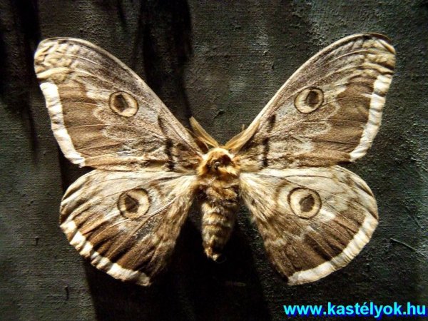 Zirc, Bakonyi Természettudományi Múzeum