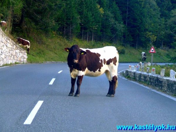 Utonálló, aki a vámot beszedi a továbbengedéshez Großglockner Hochalpen Srtaße, Ausztria, Salzburg tartomány