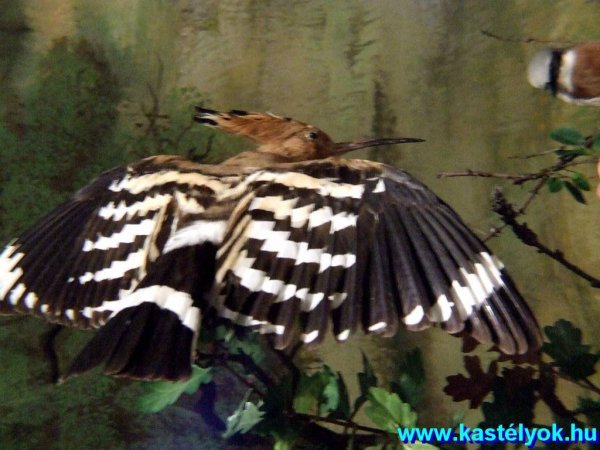 Zirc, Bakonyi Természettudományi Múzeum