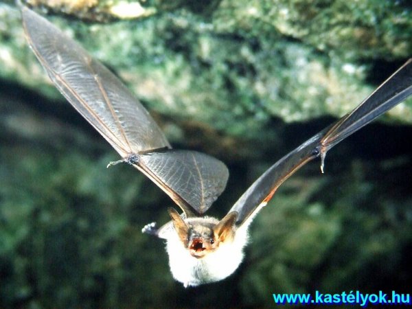 Zirc, Bakonyi Természettudományi Múzeum