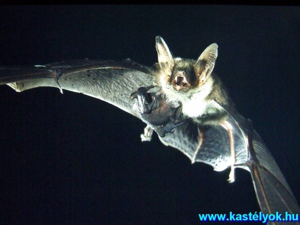 Zirc, Bakonyi Természettudományi Múzeum