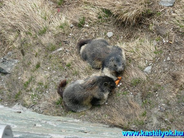 Mormoták Großglockner Hochalpen Srtaße, Ausztria, Salzburg tartomány