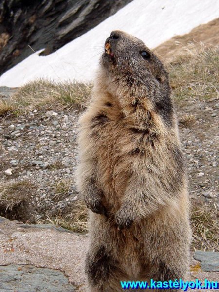 Mormota testközelben Großglockner Hochalpen Srtaße, Ausztria, Salzburg tartomány