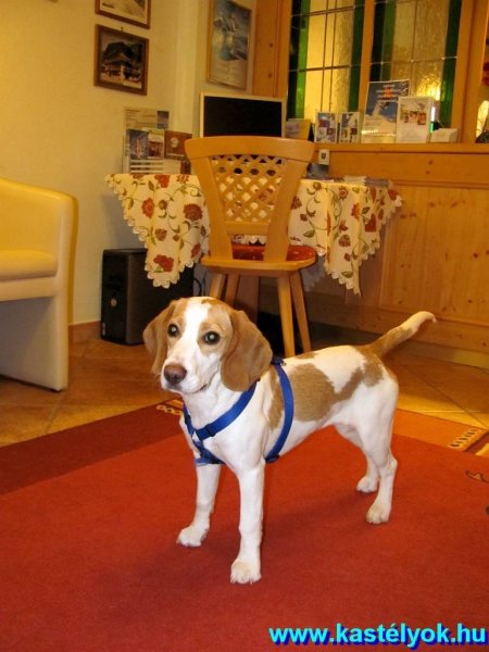 A ház (volt kutyusa) Oberreiter Panzió (Kedvenc szálláshelyünk) (Salzburg tartomány)